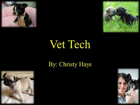 Vet Tech By: Christy Hays. Nature of Work While veterinary technicians perform tasks such as administering medication and preparing animals for surgery,