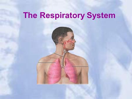 The Respiratory System. Function: The system of the body that deals with breathing The body takes in the oxygen that it needs and removes the carbon dioxide.