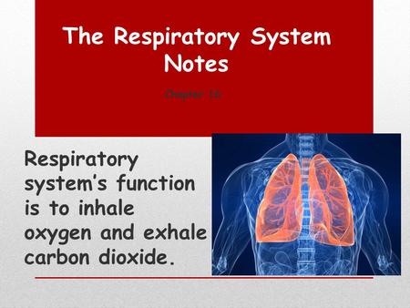 The Respiratory System Notes Chapter 16 1 Respiratory system’s function is to inhale oxygen and exhale carbon dioxide.