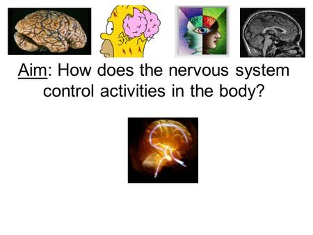 Aim: How does the nervous system control activities in the body?