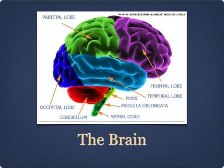 The Brain. The Brain Stem The brain stem is the most basic part of the brain that regulates necessary life processes. It is a stalk that connects the.