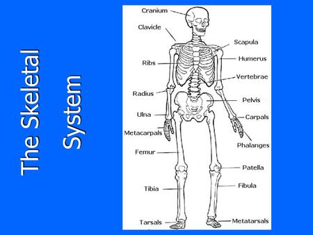 The Skeletal System. Vocabulary Complete vocabulary on Page 2 Joint A point in which to bone come together to allowed movement Ball and socket located.