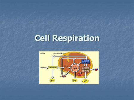 Cell Respiration. Cell respiration The process of using oxygen to release usable energy (ATP) from sugar The process of using oxygen to release usable.