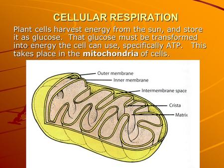 CELLULAR RESPIRATION Plant cells harvest energy from the sun, and store it as glucose. That glucose must be transformed into energy the cell can use, specifically.