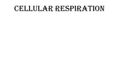 Cellular Respiration.