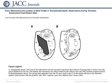 Date of download: 6/26/2016 Copyright © The American College of Cardiology. All rights reserved. From: Mechanism and Location of Atrial Flutter in Transplanted.