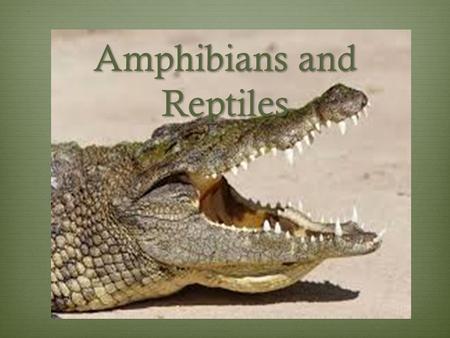 Amphibians and Reptiles. Key Characteristics Amphibians  amphibian means “double life”  live in water as larvae and on land as adults  lack scales.