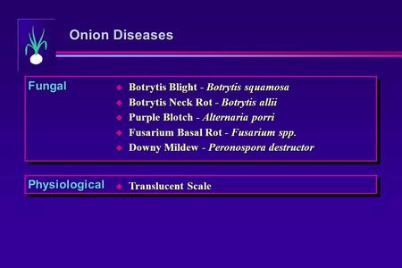 Onion Diseases Fungal Physiological