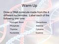 Warm Up Draw a DNA molecule made from the 4 different nucleotides. Label each of the following one time: Hydrogen Bond Deoxyribose Phosphate Adenine Thymine.