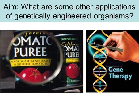 Aim: What are some other applications of genetically engineered organisms?