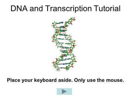 DNA and Transcription Tutorial Place your keyboard aside. Only use the mouse.