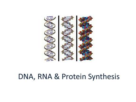 DNA, RNA & Protein Synthesis. A. DNA and the Genetic Code 1. DNA controls the production of proteins by the order of the nucleotides.