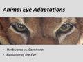 Animal Eye Adaptations