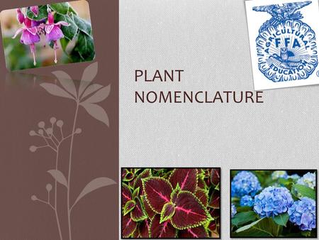 PLANT NOMENCLATURE. Plant Nomenclature How many plants are on this Earth ? 400,000 Why is it important to name plants? Ancient people needed to communicate.