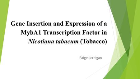 Gene Insertion and Expression of a MybA1 Transcription Factor in Nicotiana tabacum (Tobacco) Paige Jernigan.