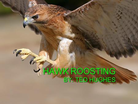 HAWK ROOSTING BY: TED HUGHES. The Speaker Summary ◊The hawk is sitting on a branch sharing his thoughts on his dominance over all other wild creatures.