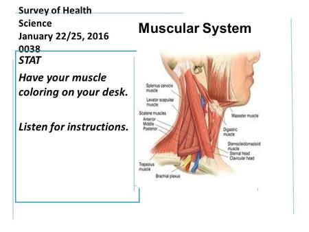 Survey of Health Science January 22/25, 2016 0038 STAT Have your muscle coloring on your desk. Listen for instructions. Muscular System.