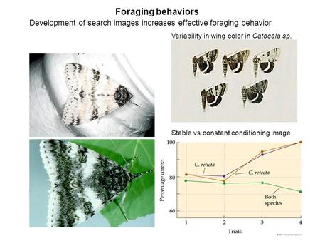 Foraging behaviors Variability in wing color in Catocala sp. Development of search images increases effective foraging behavior Stable vs constant conditioning.