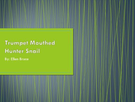 By: Ellen Bruce. Status- The Trumpet Mouthed Hunter Snail is critically endangered. Binomial Nomenclature- the Trumpet Mouthed Hunter Snails binomial.