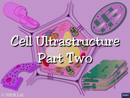 © SSER Ltd.. Plant cells, like animal cells, possess a plasma membrane within which is contained a complex fluid called the cytosol Unlike animal cells,