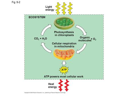 Fig. 9-2 Light energy ECOSYSTEM Photosynthesis in chloroplasts CO 2 + H 2 O Cellular respiration in mitochondria Organic molecules + O 2 ATP powers most.