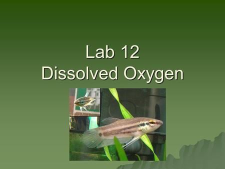 Lab 12 Dissolved Oxygen. Dissolved oxygen indicates water quality  Air contains 95% more oxygen than water  Water’s ability to hold dissolved oxygen.