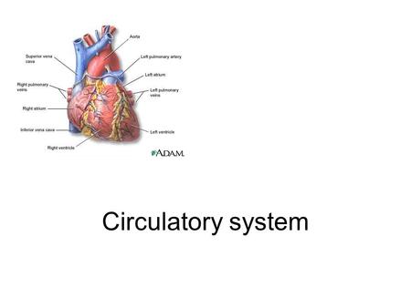 Circulatory system. Learning objectives 1.Identify the main functions of the circulatory system. 2.Diagram the flow of blood through the heart and body.