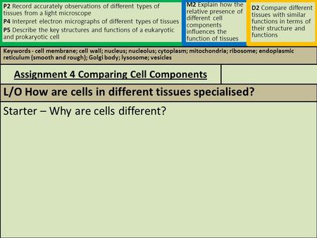 Keywords - cell membrane; cell wall; nucleus; nucleolus; cytoplasm; mitochondria; ribosome; endoplasmic reticulum (smooth and rough); Golgi body; lysosome;