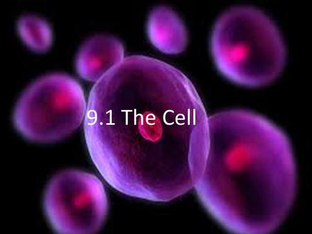 9.1 The Cell. Structure = Function Structure is the size and shape of the cell. Function is the job of the cell example: blood cells are disc shaped to.