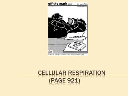 Light Energy Photosynthesis Cellular Respiration O 2 + C 6 H 12 O 6 CO 2 + H 2 O.