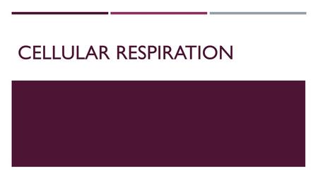 CELLULAR RESPIRATION. PHOTOSYNTHESIS REVIEW  Write the photosynthesis equation  6H2O + 6CO2 + RE ---------> C6H12O6 + 6O2  Underline and label the.