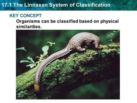 Ancient Classification: