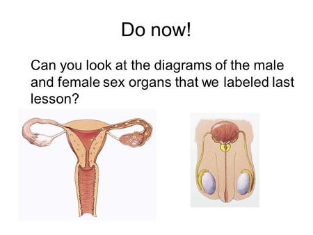 Do now! Can you look at the diagrams of the male and female sex organs that we labeled last lesson?