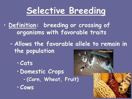 Selective Breeding Definition: breeding or crossing of organisms with favorable traits –Allows the favorable allele to remain in the population Cats Domestic.