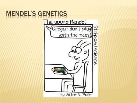 Gregor Mendel Ordained priest Father of modern genetics.