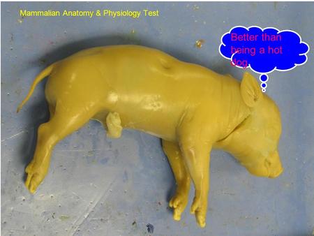 Title Page Mammalian Anatomy & Physiology Test Better than being a hot dog.