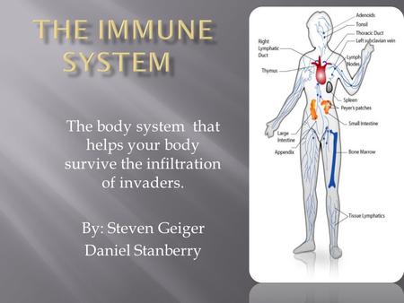 The body system that helps your body survive the infiltration of invaders. By: Steven Geiger Daniel Stanberry.