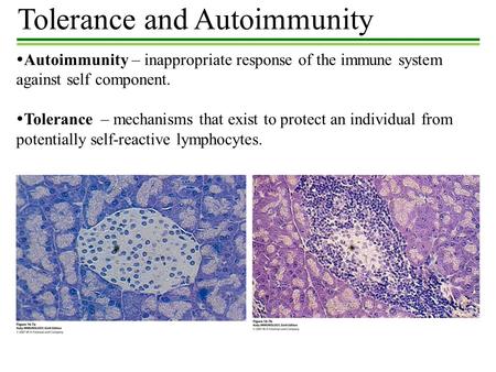 Tolerance and Autoimmunity