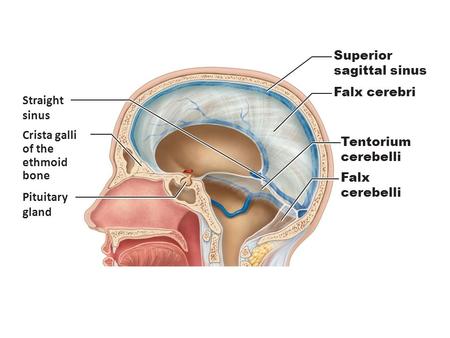 Superior sagittal sinus Falx cerebri Straight sinus Crista galli