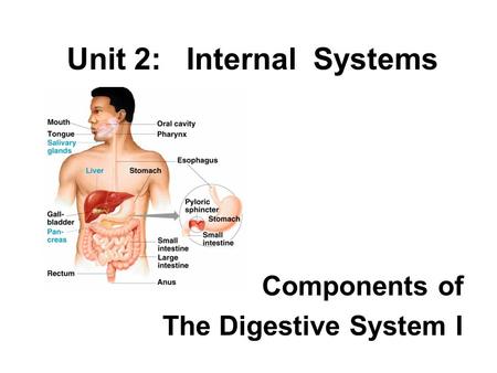 Unit 2: Internal Systems Components of The Digestive System I.