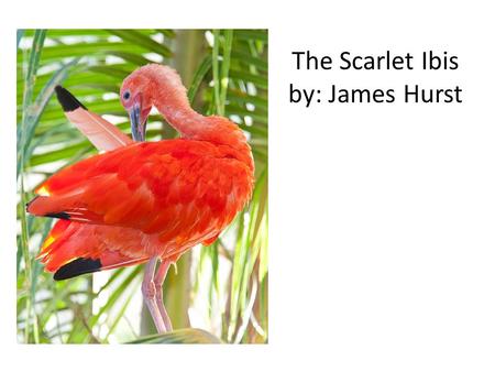 The Scarlet Ibis by: James Hurst. The Scarlet Ibis Grindstone –a rotating solid stone wheel used for sharpening, shaping Prim – precise or proper, as.