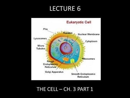 LECTURE 6 THE CELL – CH. 3 PART 1. A Cell has 3 Major Parts Plasma membrane – Selectively permeable – Intercellular communication Nucleus - the largest.