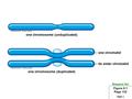 Slide 1 Stepped Art Figure 9.1 Page 152 one chromosome (unduplicated) one chromosome (duplicated) one chromatid its sister chromatid.