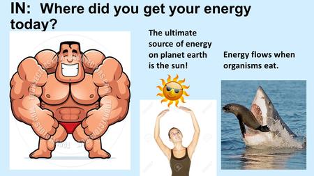 IN: Where did you get your energy today? The ultimate source of energy on planet earth is the sun! Energy flows when organisms eat.