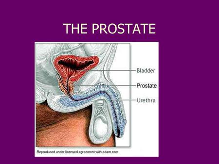 THE PROSTATE. NORMAL PROSTATE FIBROMUSCU – LAR stroma Glands with EPITHELIUM and BASAL CELLS.