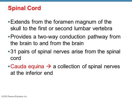 © 2012 Pearson Education, Inc. Spinal Cord Extends from the foramen magnum of the skull to the first or second lumbar vertebra Provides a two-way conduction.