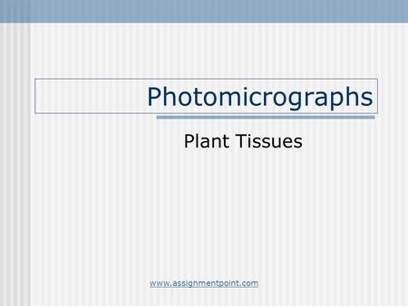 Photomicrographs Plant Tissues Free powerpoints at  Free powerpoints at