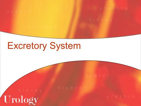 Excretory System. Functions of the Excretory System To eliminate wastes from the body If wastes aren’t eliminated, toxic substances build up and damage.