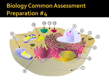 Its Called The Krebs Cycle.  A membrane-bound organelle in the cytoplasm of most cells containing various hydrolytic enzymes that function in intracellular.