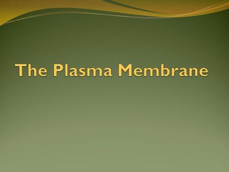 Plasma Membrane Function Maintains balance by controlling what enters and exits the cell What characteristic of life is this? HOMEOSTASIS Membrane is.